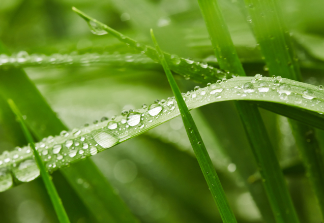 Spring green grass with drops of water